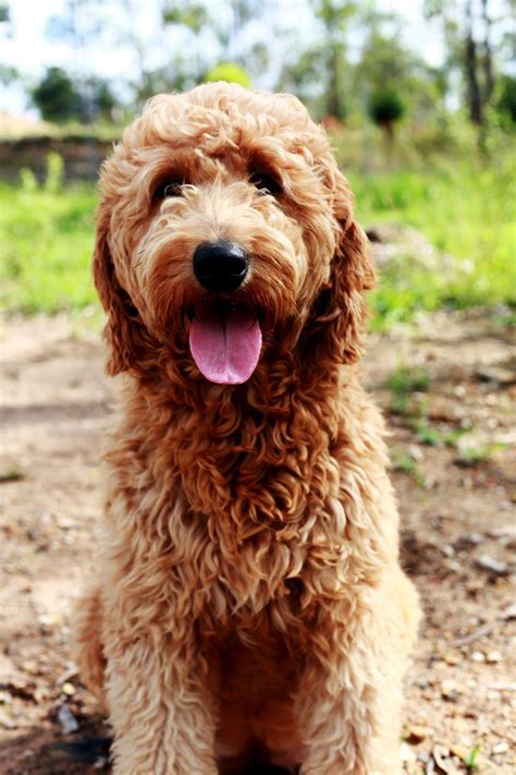 Retrodoodle puppies for sale - Breeders of Goldendoodles, Groodles & Retrodoodles. Welcome to Bellawai Dogs. Bellawai Goldendoodles (Retradoodle/Groodle) puppies are smart family dogs that are truly …